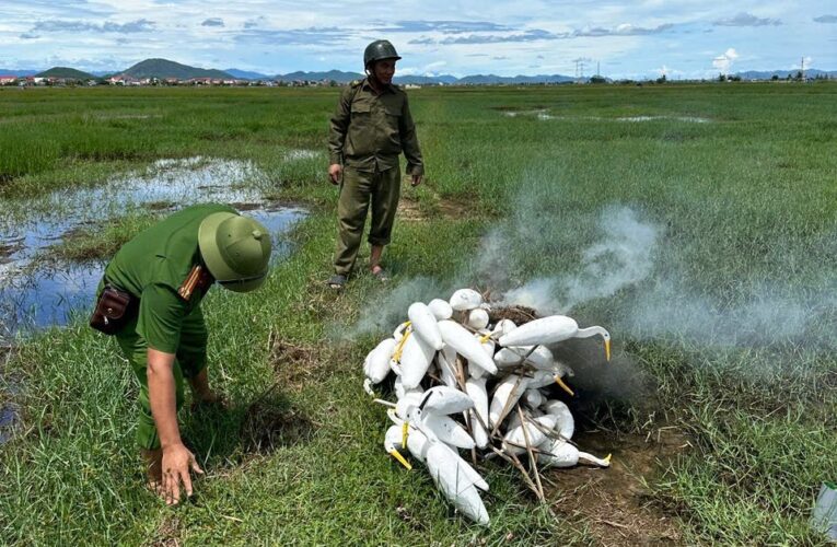 Bóc mẽ sự thật phía sau cánh đồng quê ở Quảng Trị